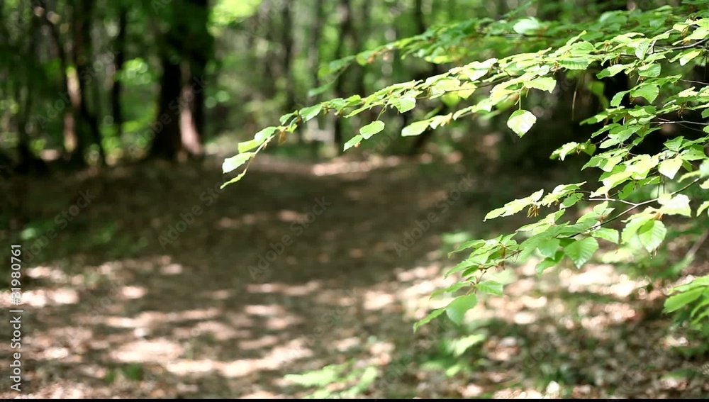 sous-bois