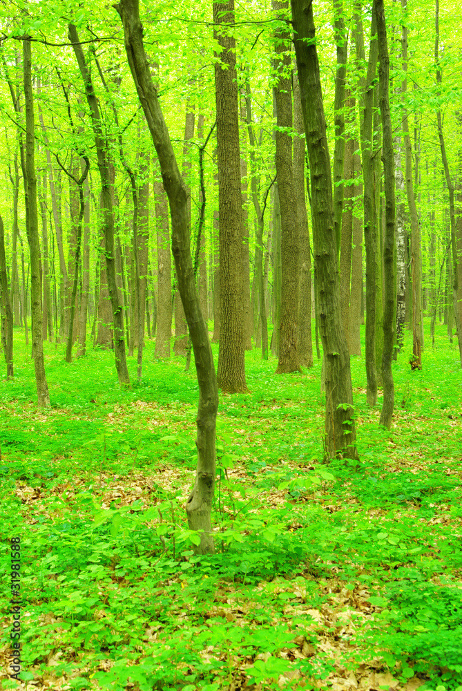 forest forest