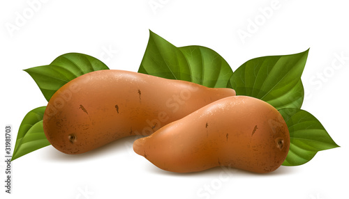 Vector. Sweet potato with leaves.