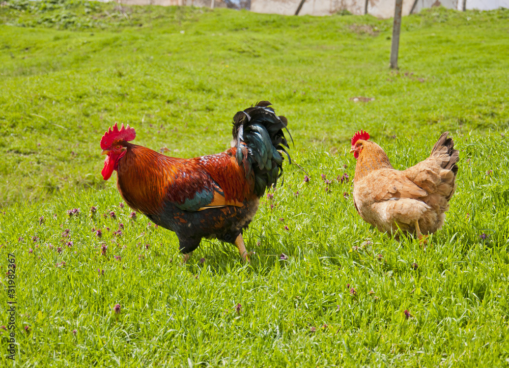 Fototapeta premium Cock and hen on walk