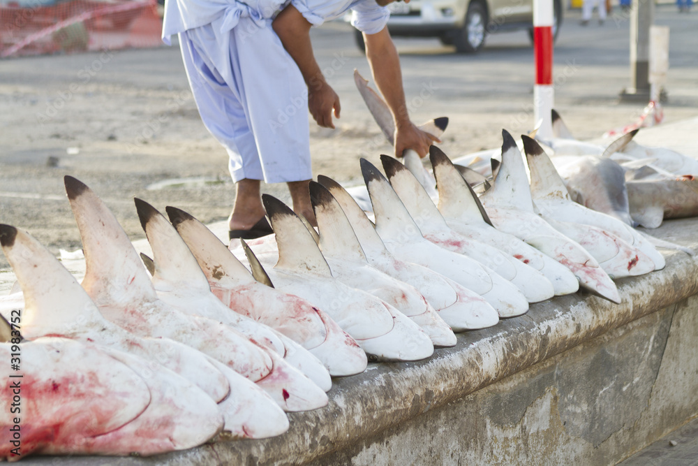 Obraz premium sharks at a fish market, Dubai,United Arab Emirates