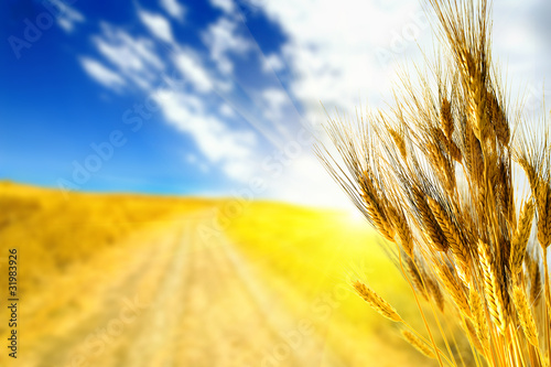 Wheat yellow field