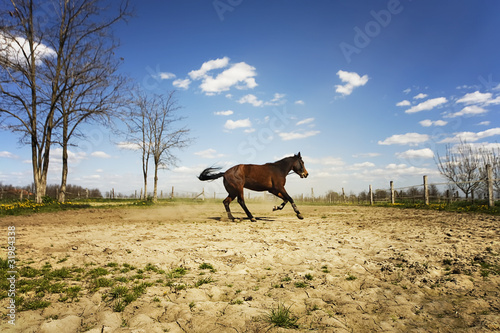 horse run gallop