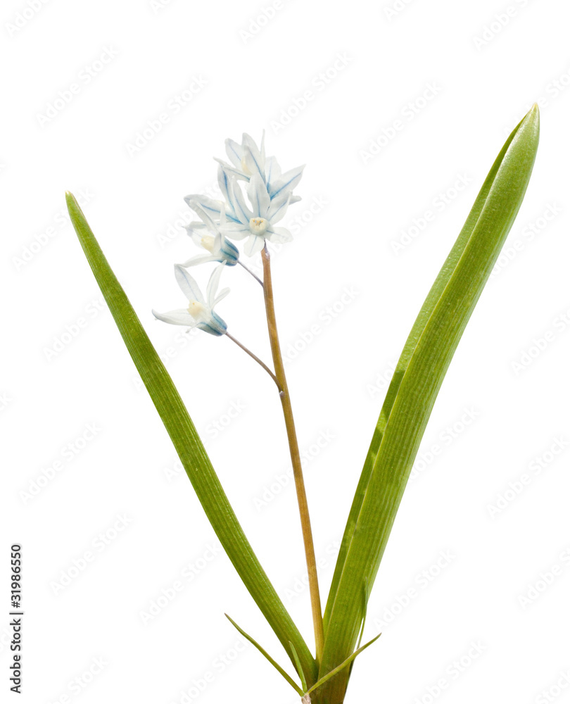 Fototapeta premium Spring flower.