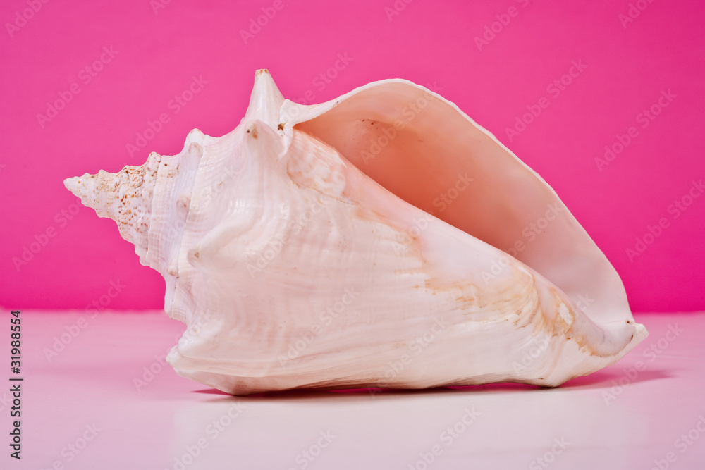 Conch Shell Conch Shell