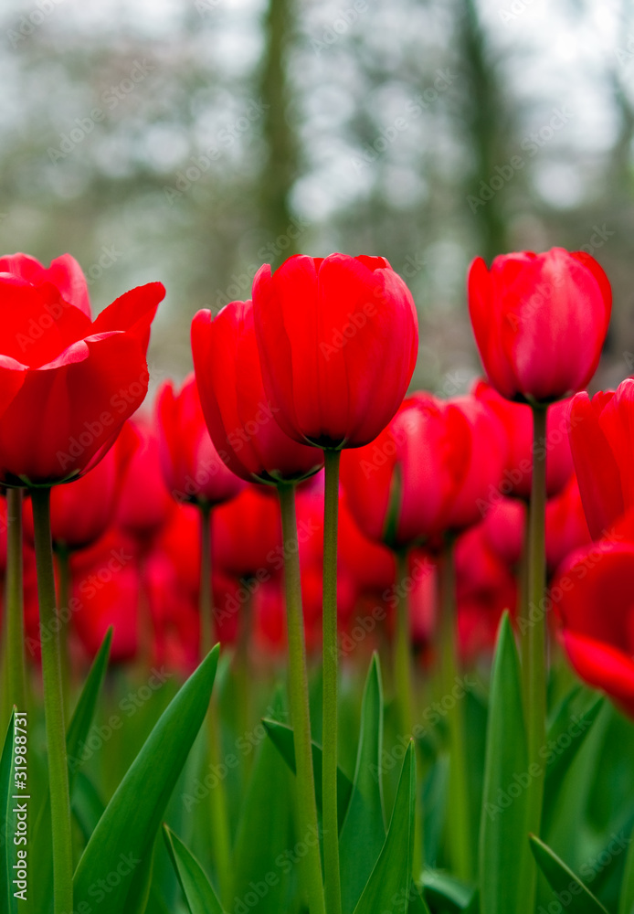 Obraz premium Red tulips .