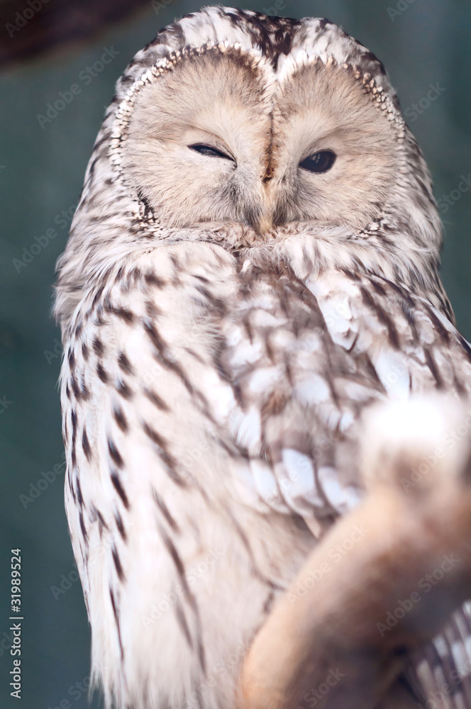 Fototapeta premium Strix uralensis