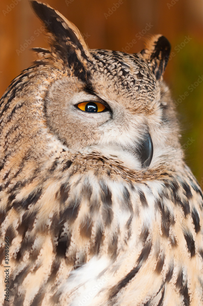Bubo bubo sibiricus Bubo bubo sibiricus