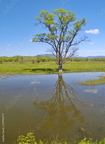 Lonely tree reflected in lake water