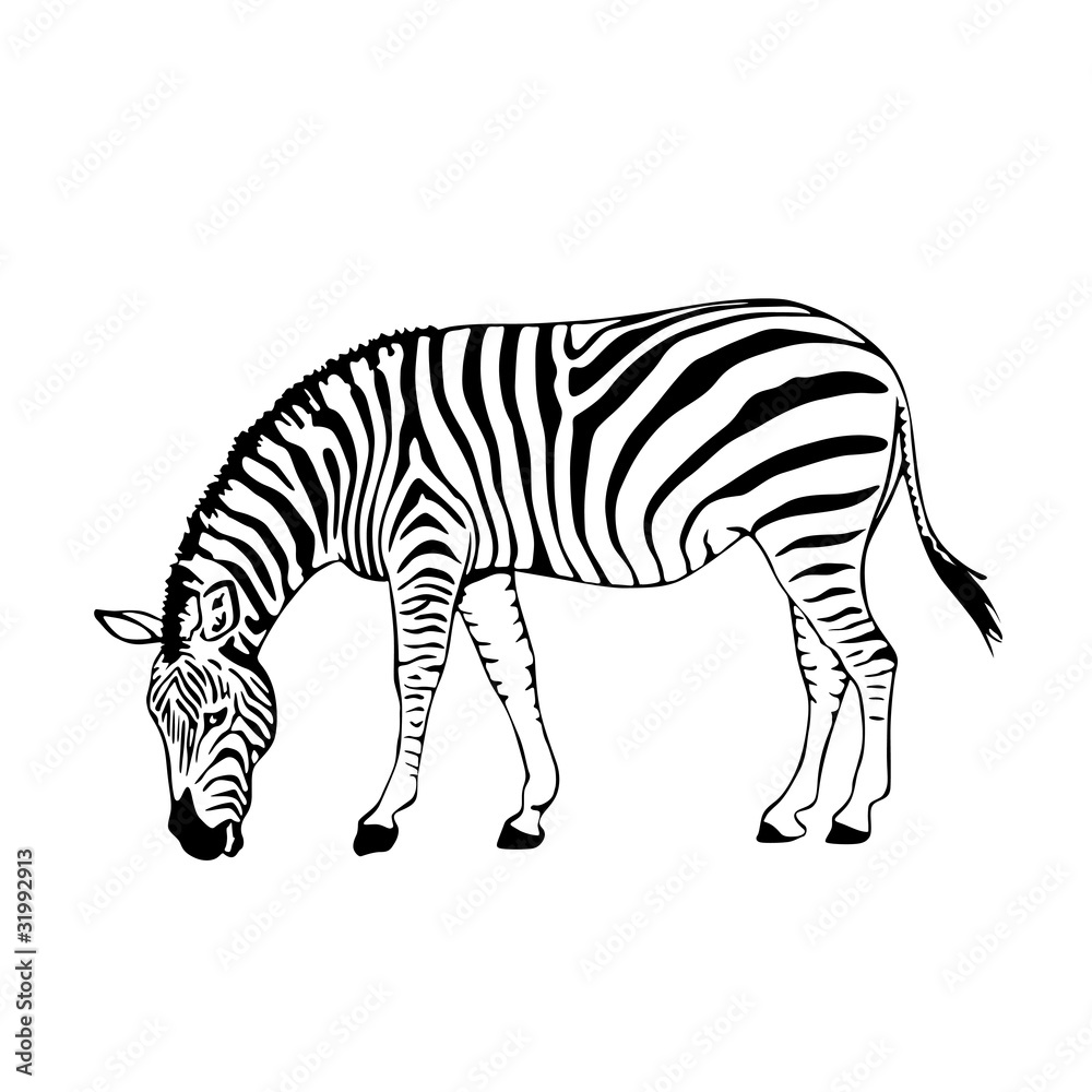 Fototapeta premium black and white zebra vector illustration