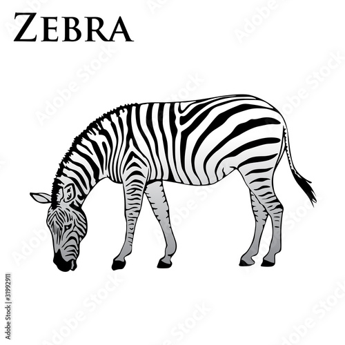 colored zebra eating vector illustration