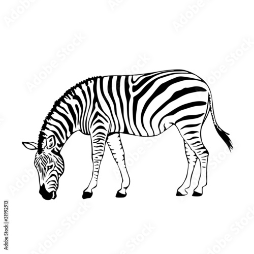 Fototapeta Naklejka Na Ścianę i Meble -  black and white zebra vector illustration