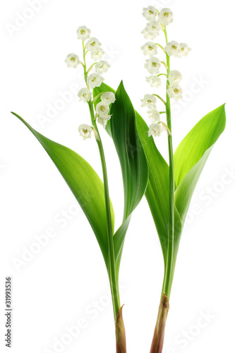 Brins de muguet d  tour  