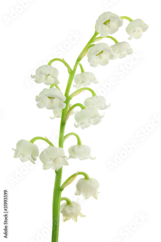 Fleurs de muguet détouré