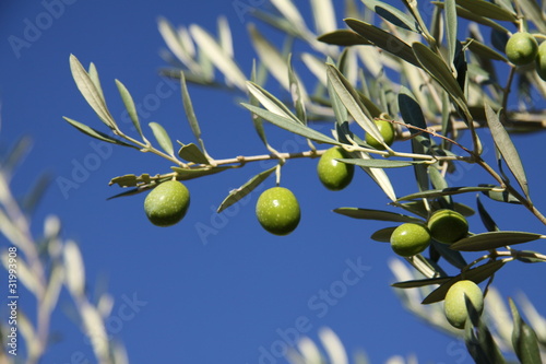 olivier en provence