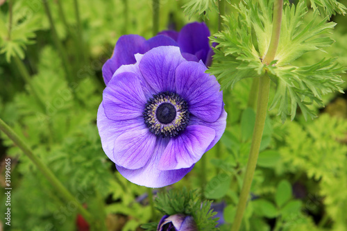 Purple anemone flower