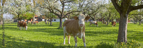 kühe grasen unter blühenden bäumen in bad feilnbach