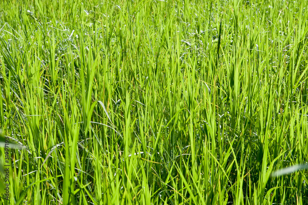 Fresh green grass isolated Fresh green grass isolated