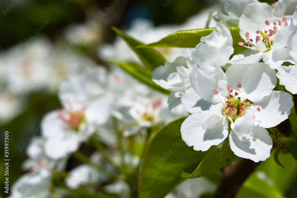 White flowers of apple tree White flowers of apple tree