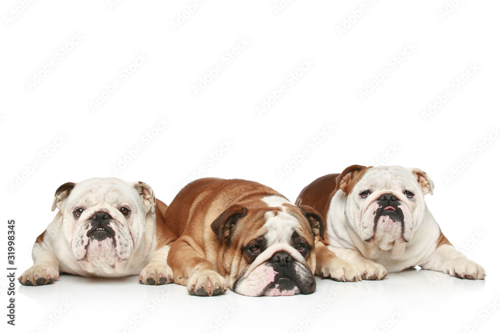 Three English Bulldogs on a white background