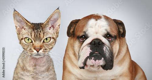 Cat and Dog photo