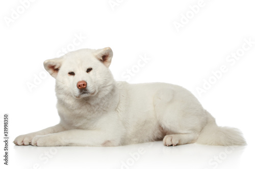 Akita inu dog lying on white background