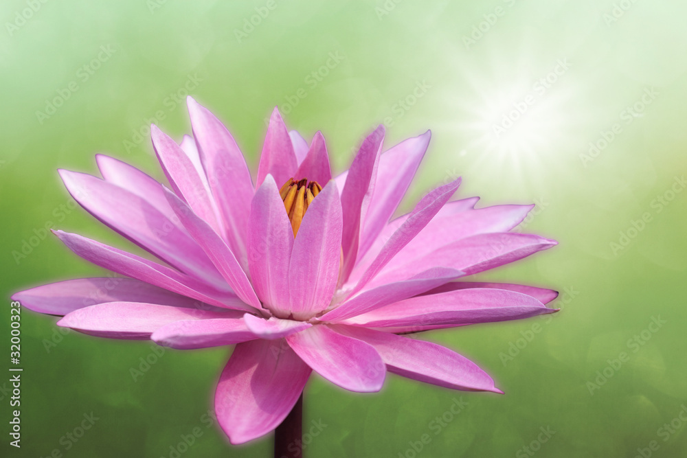 Lotus on spring background