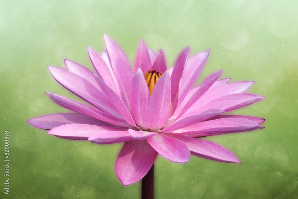 Lotus on spring background Lotus on spring background