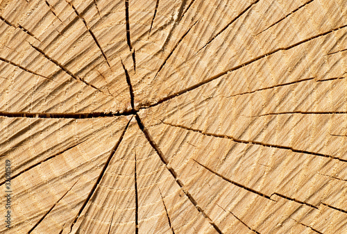 Baumstamm Querschnitt oder Holz Textur