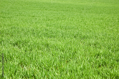 Green grass background