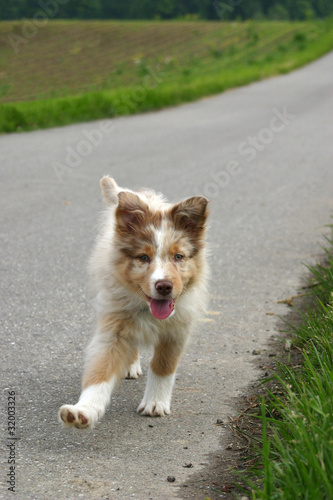 Süßer Australian Shepherd Welpe