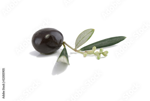 Olive on a blossoming branch with leaves