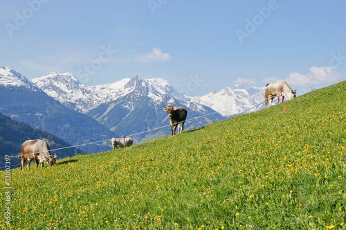 Glückliche Kühe photo