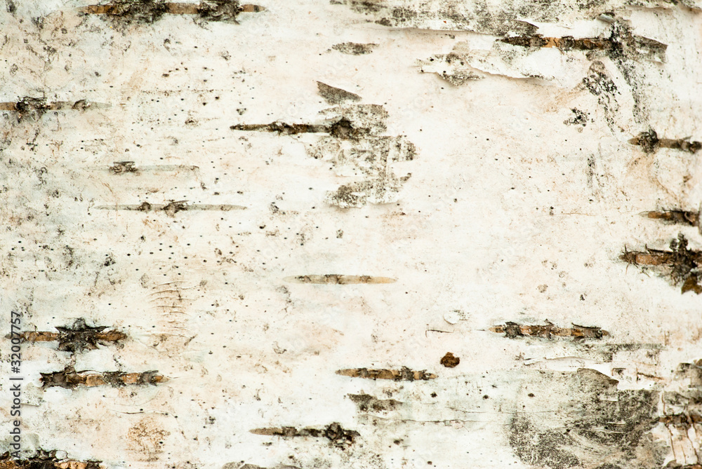 Foto Close-up of birch bark texture