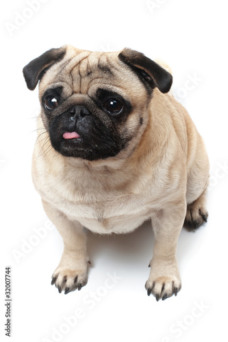 sitting pug