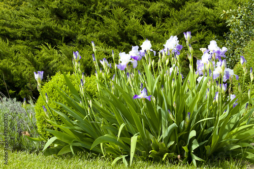 Fototapeta Naklejka Na Ścianę i Meble -  Garden Iris'