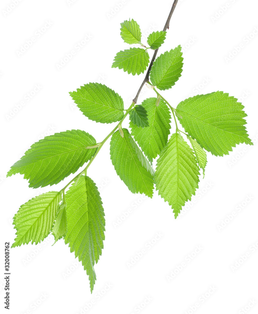 Branch of green leaves Branch of green leaves