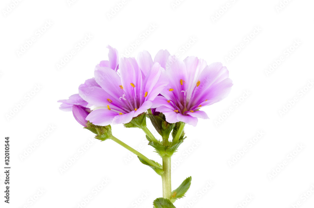 Lewisia Lewisia