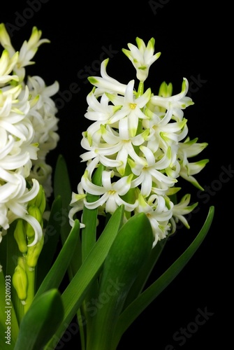 White hyacinth flowers