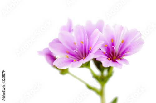 Lewisia