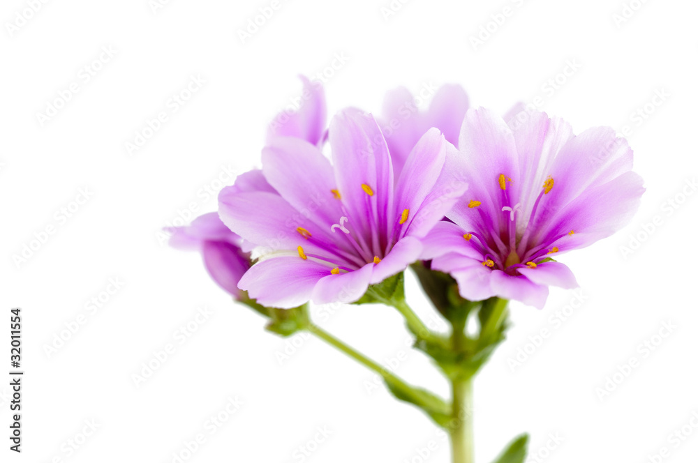Lewisia Lewisia
