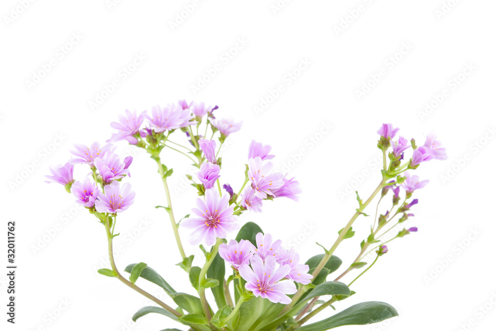 Lewisia Lewisia