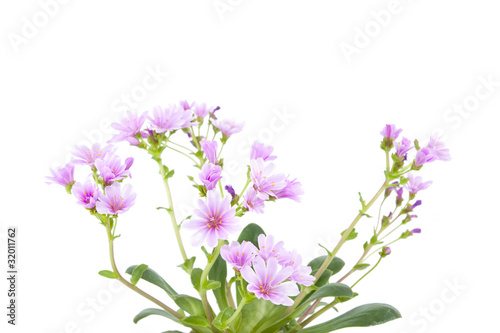 Lewisia