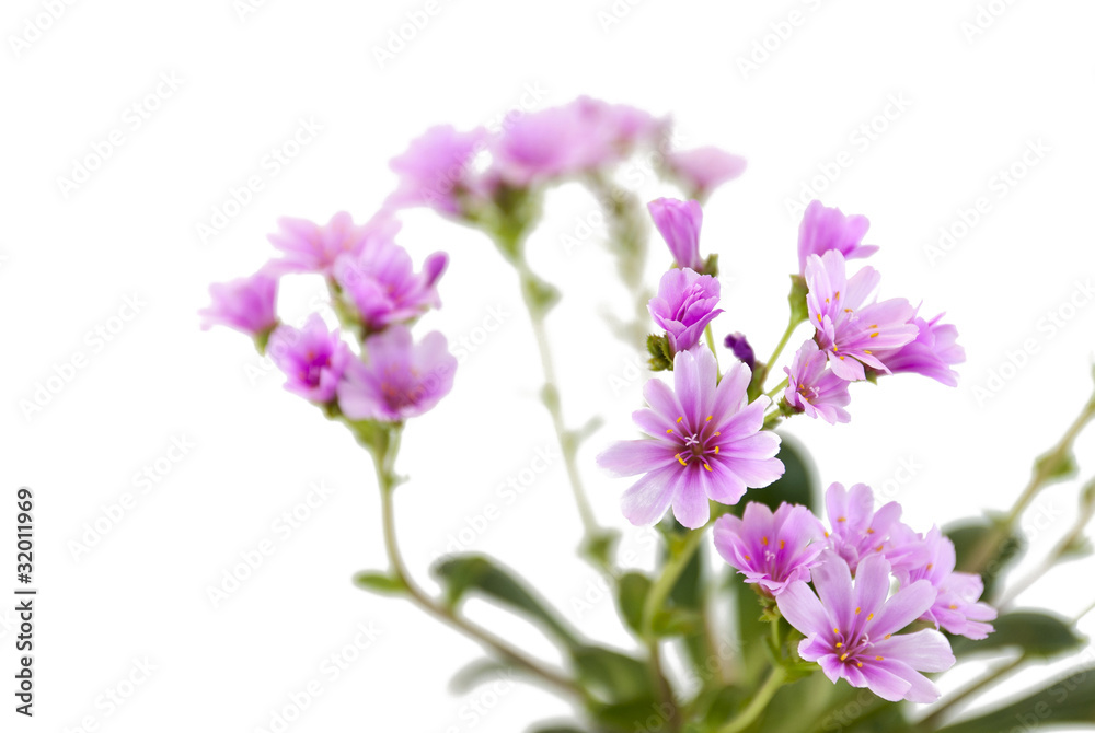 Lewisia Lewisia