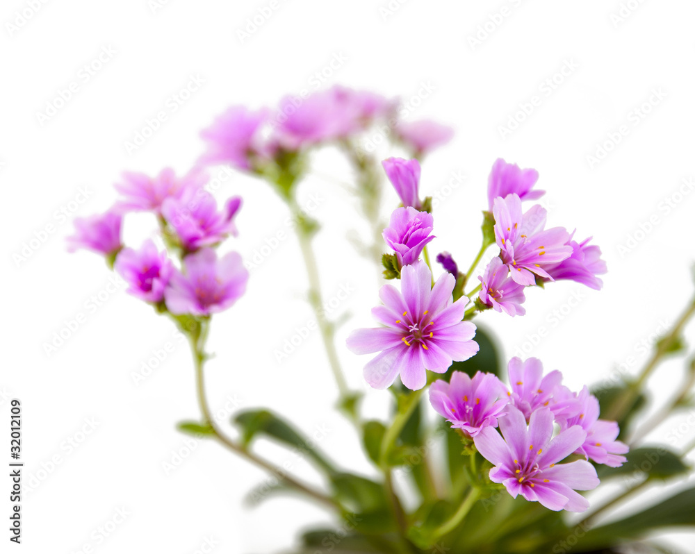 Lewisia Lewisia