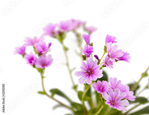 Lewisia