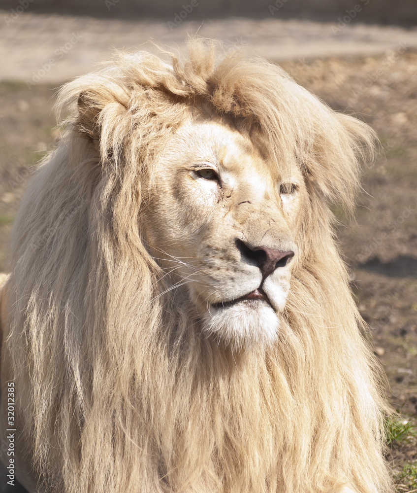 Large male white lion