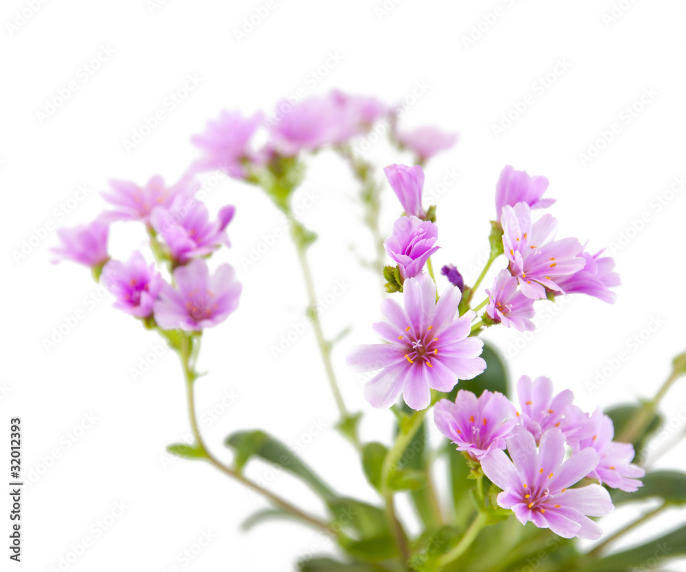 Lewisia