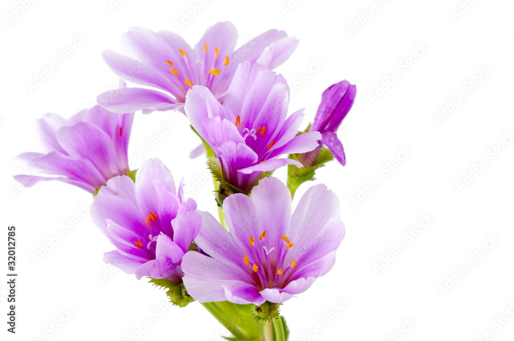 Lewisia Lewisia