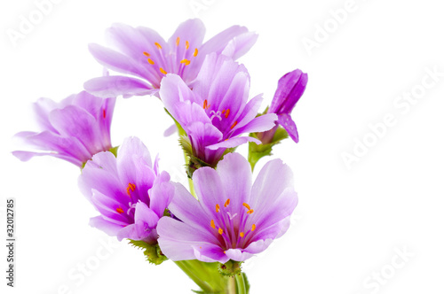 Lewisia